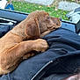 animal, black_hoodie, brown_dog, calm, car_interior, casual_clothing, close_up, daylight, dog, grass, human, indoor, looking_out, paw, pet, puppy, resting, sidewalk, window, zipper