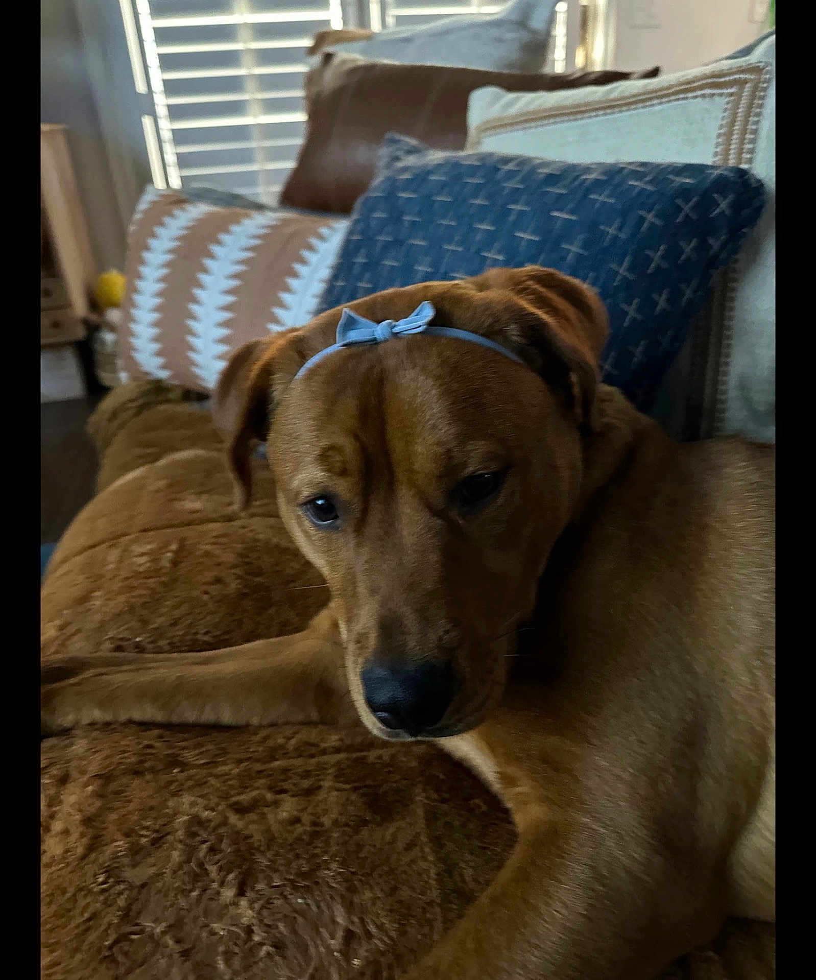 Ginger is registered to the contest to win money with this photo: animal, blue_bow, brown_dog, canine, closeup, couch, cozy, cute, dog, domestic_animal, furniture, headband, indoor, living_room, pet, pillows, relaxed, resting, soft_lighting, window_blinds