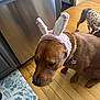 Ginger joined the competition — help win amazing prizes! animal, brown_dog, bunny_ears, canine, collar, dog, dog_clothing, domestic_animal, ears, flooring, fur, household, indoor, kitchen, pet, rug, small_dog, snout, tag, wooden_floor