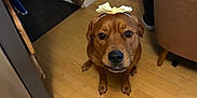 Ginger is registered to the contest to win money with this photo: animal, bow, brown, brown_dog, canine, chair, cozy_room, curious, dog, domestic_animal, flooring, furniture, head_accessory, home, indoor, looking_up, person, pet, sitting, wooden_floor