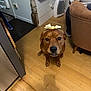 animal, bow, brown, brown_dog, canine, chair, cozy_room, curious, dog, domestic_animal, flooring, furniture, head_accessory, home, indoor, looking_up, person, pet, sitting, wooden_floor