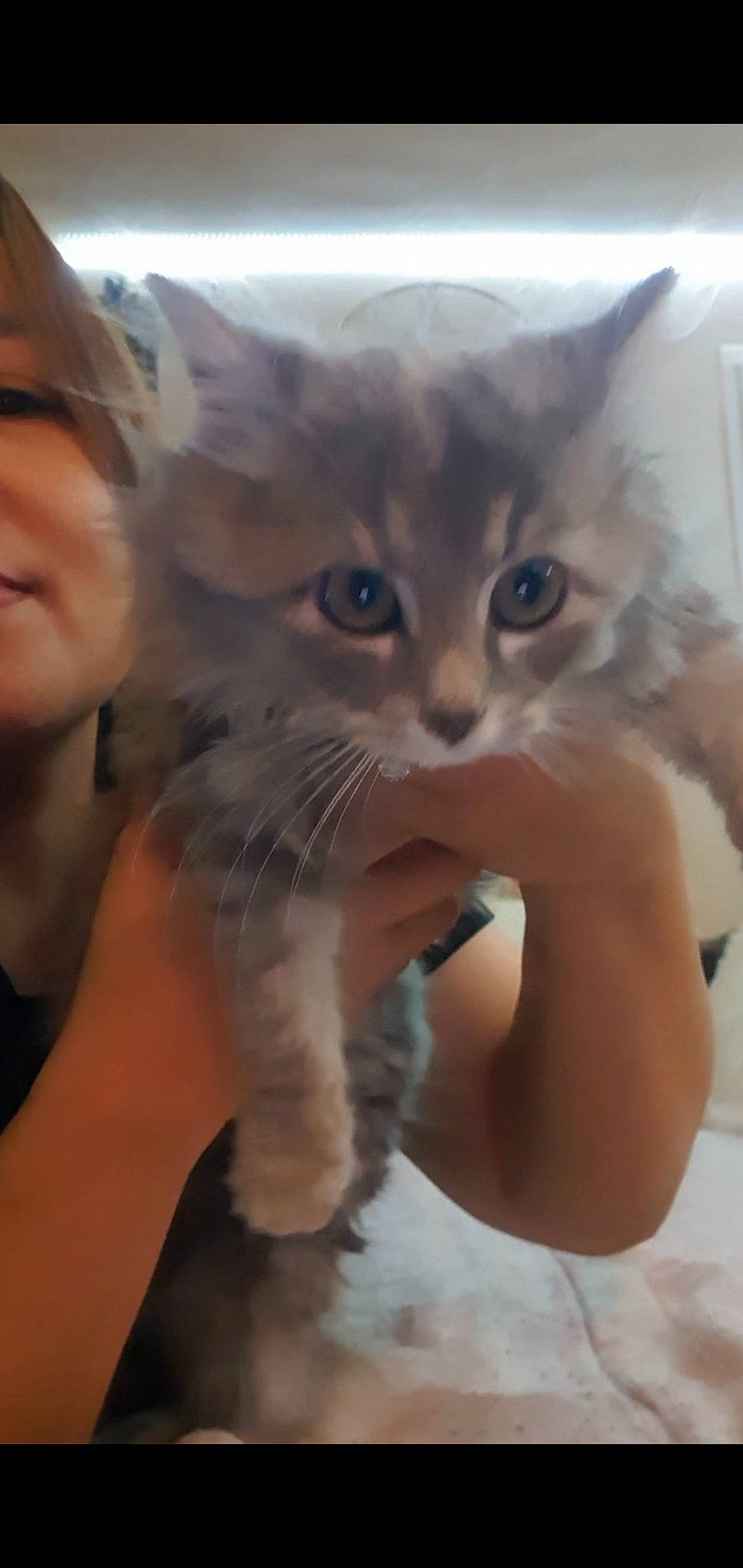 Amour a rejoint le concours — aidez-le/la à gagner de superbes lots ! carnivore, cat, domestic_short_haired_cat, ear, fawn, felidae, fur, gesture, hand, happy, hug, mammal, nail, nose, photo_caption, small_to_medium_sized_cats, snout, thumb, vertebrate, whiskers