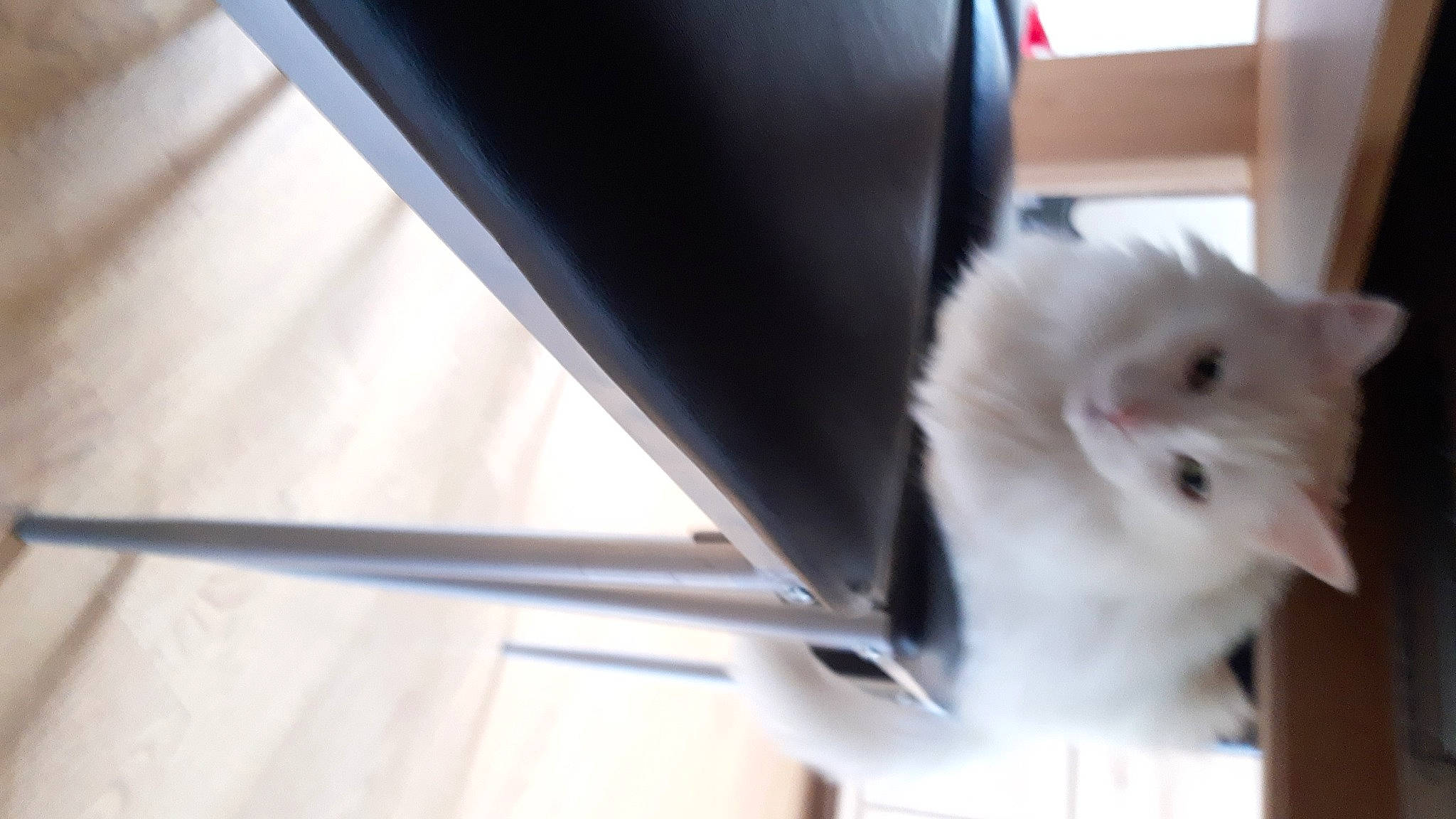 Kala a rejoint le concours — aidez-le/la à gagner de superbes lots ! aluminium, box, canidae, carnivore, cat, companion_dog, dog_breed, felidae, flooring, fur, metal, samoyed, small_to_medium_sized_cats, sporting_group, tail, whiskers, wood