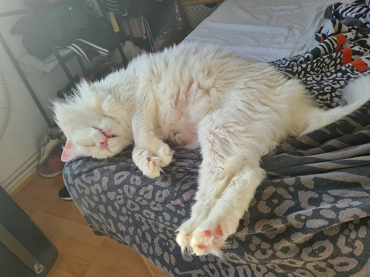 Kala participe au concours pour gagner de l'argent avec cette photo : carnivore, cat, claw, comfort, companion_dog, domestic_short_haired_cat, fawn, felidae, foot, fur, lap, linens, nap, paw, sleep, small_to_medium_sized_cats, snout, tail, whiskers