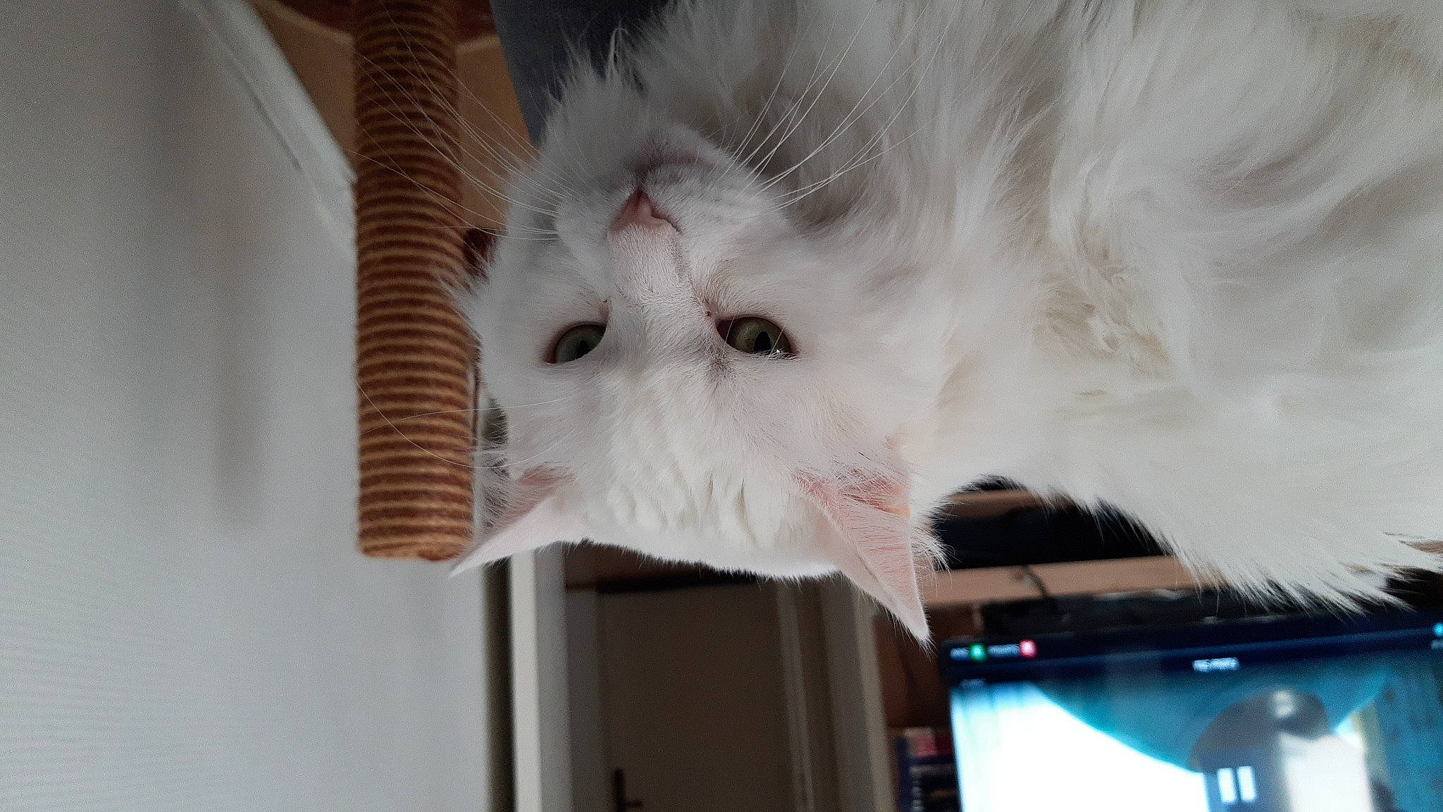 Kala participe au concours pour gagner de l'argent avec cette photo : british_longhair, carnivore, cat, domestic_short_haired_cat, felidae, fur, paw, small_to_medium_sized_cats, snout, tail, whiskers, wood