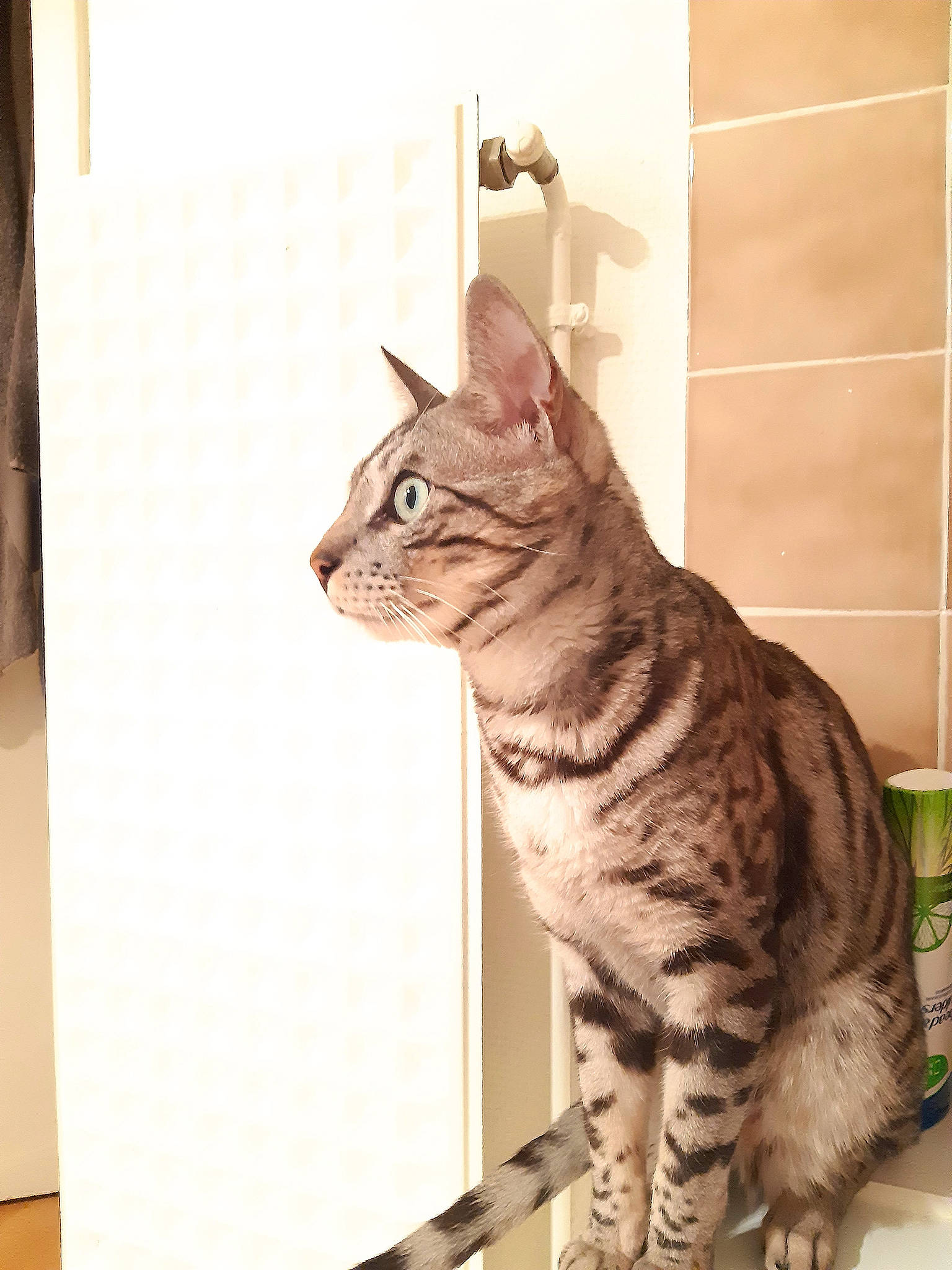 Rhode participe au concours pour gagner de l'argent avec cette photo : carnivore, cat, domestic_short_haired_cat, felidae, fur, paw, small_to_medium_sized_cats, snout, tail, terrestrial_animal, whiskers, wildlife, window