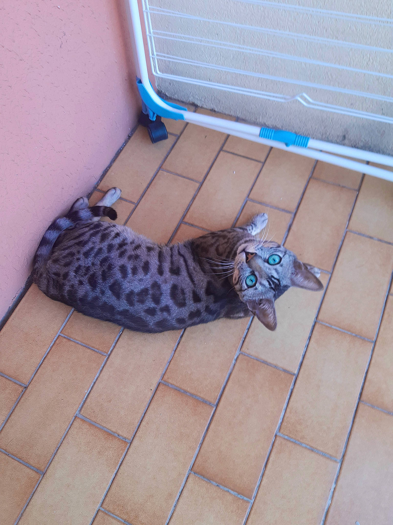 Rhode a rejoint le concours — aidez-le/la à gagner de superbes lots ! carnivore, comfort, electric_blue, fawn, felidae, floor, flooring, foot, hardwood, human_leg, mammal, military_camouflage, pattern, purple, small_to_medium_sized_cats, tail, terrestrial_animal, vertebrate, whiskers, wood