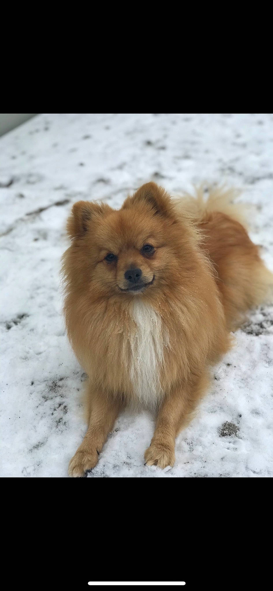 Simba participe au concours pour gagner de l'argent avec cette photo : canidae, carnivore, companion_dog, dog, dog_breed, fawn, fur, german_spitz, german_spitz_klein, german_spitz_mittel, snout, snow, spitz, terrestrial_animal, toy_dog, volpino_italiano, whiskers, wildlife, winter, working_animal