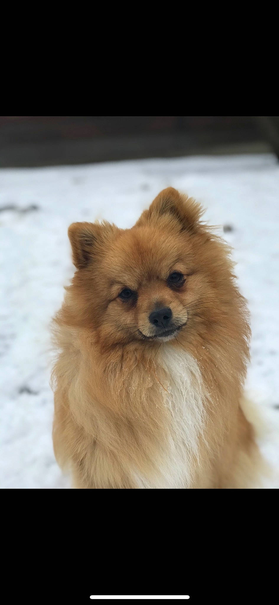 Simba participe au concours pour gagner de l'argent avec cette photo : canidae, carnivore, companion_dog, dog, dog_breed, ear, eye, fawn, fur, german_spitz, german_spitz_klein, german_spitz_mittel, smile, snout, snow, spitz, sporting_group, toy_dog, whiskers, working_animal