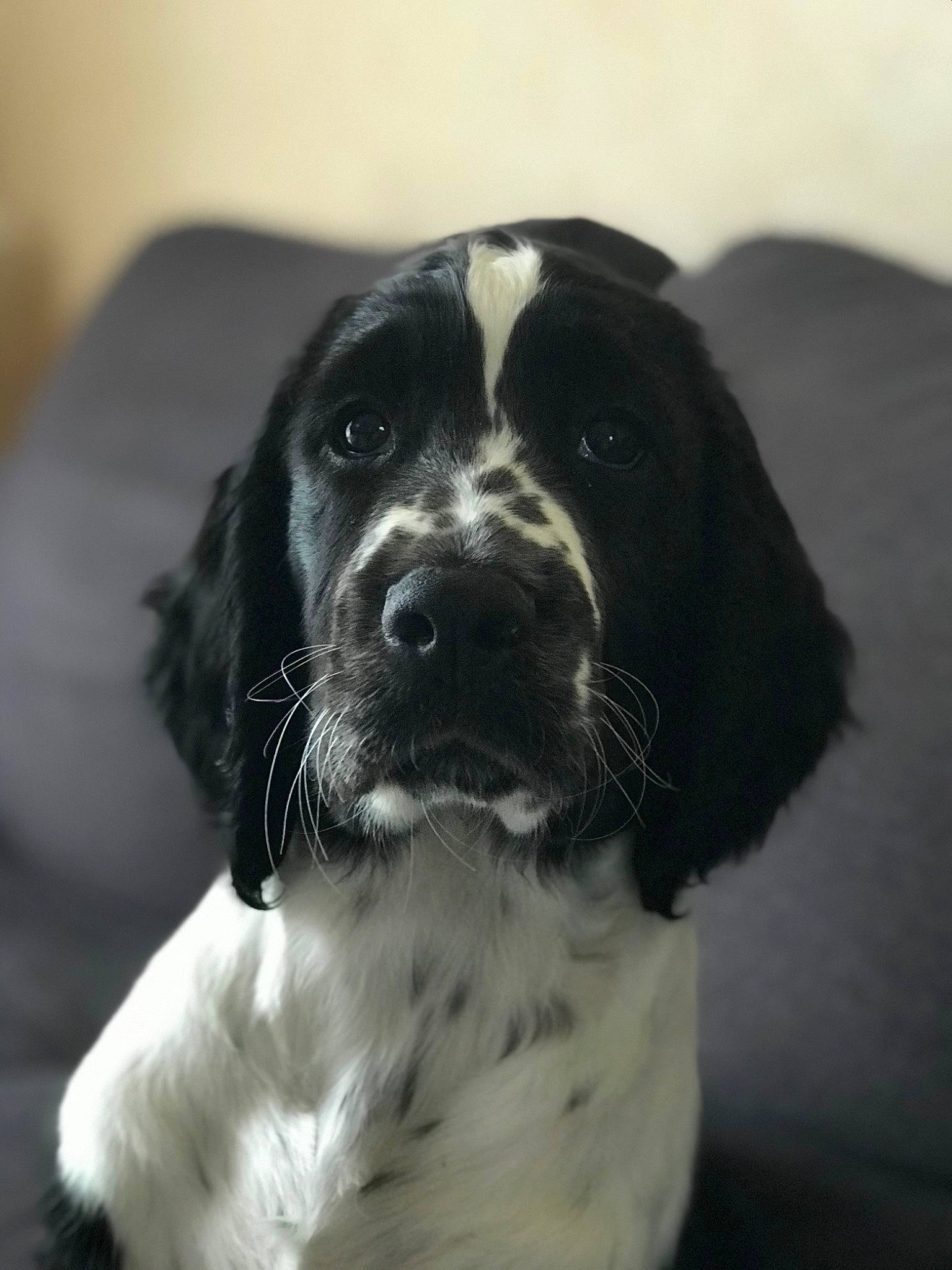 Slown participe au concours pour gagner de l'argent avec cette photo : borador, bored, canidae, carnivore, companion_dog, dog, dog_breed, dog_collar, fur, gun_dog, snout, spaniel, sporting_group, whiskers, working_animal, working_dog