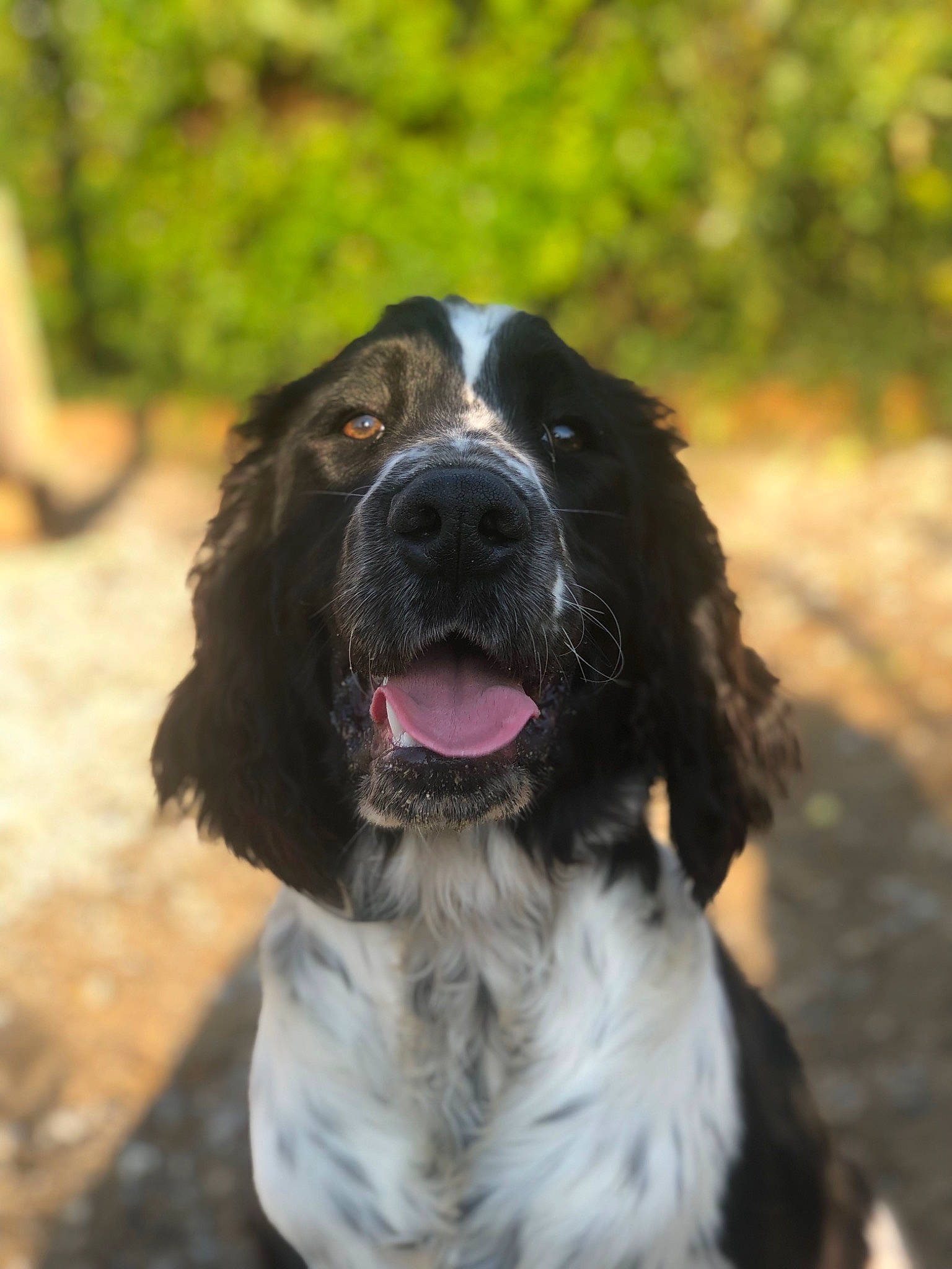 Slown participe au concours pour gagner de l'argent avec cette photo : biting, canidae, carnivore, companion_dog, dog, dog_breed, dog_collar, fur, giant_dog_breed, gun_dog, hunting_dog, liver, snout, spaniel, sporting_group, water_dog, working_animal, working_dog