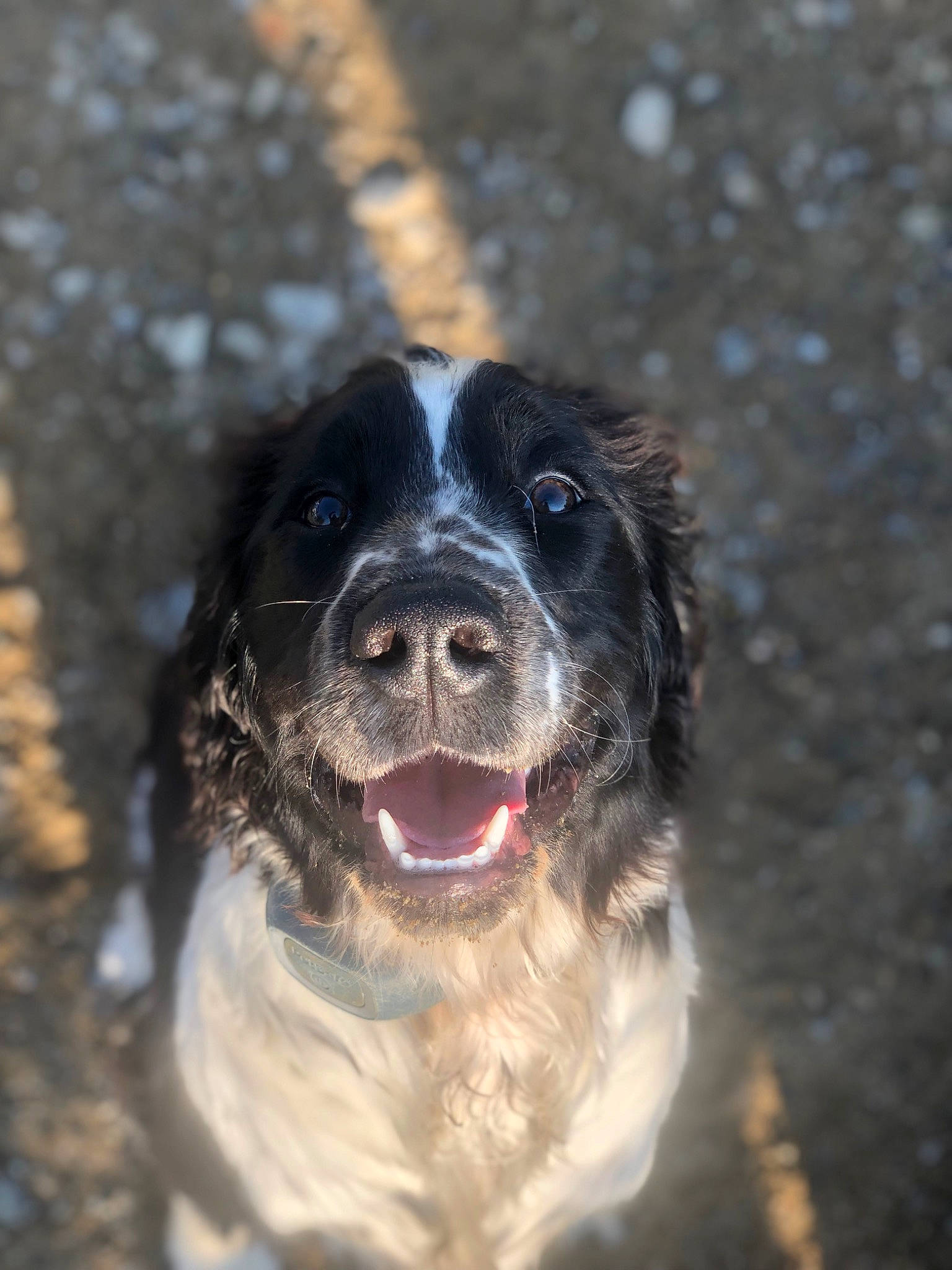 Slown participe au concours pour gagner de l'argent avec cette photo : canidae, carnivore, companion_dog, dog, dog_breed, fang, fur, gun_dog, happy, liver, shout, snout, spaniel, sporting_group, tongue, whiskers, winter, working_animal, working_dog, yawn