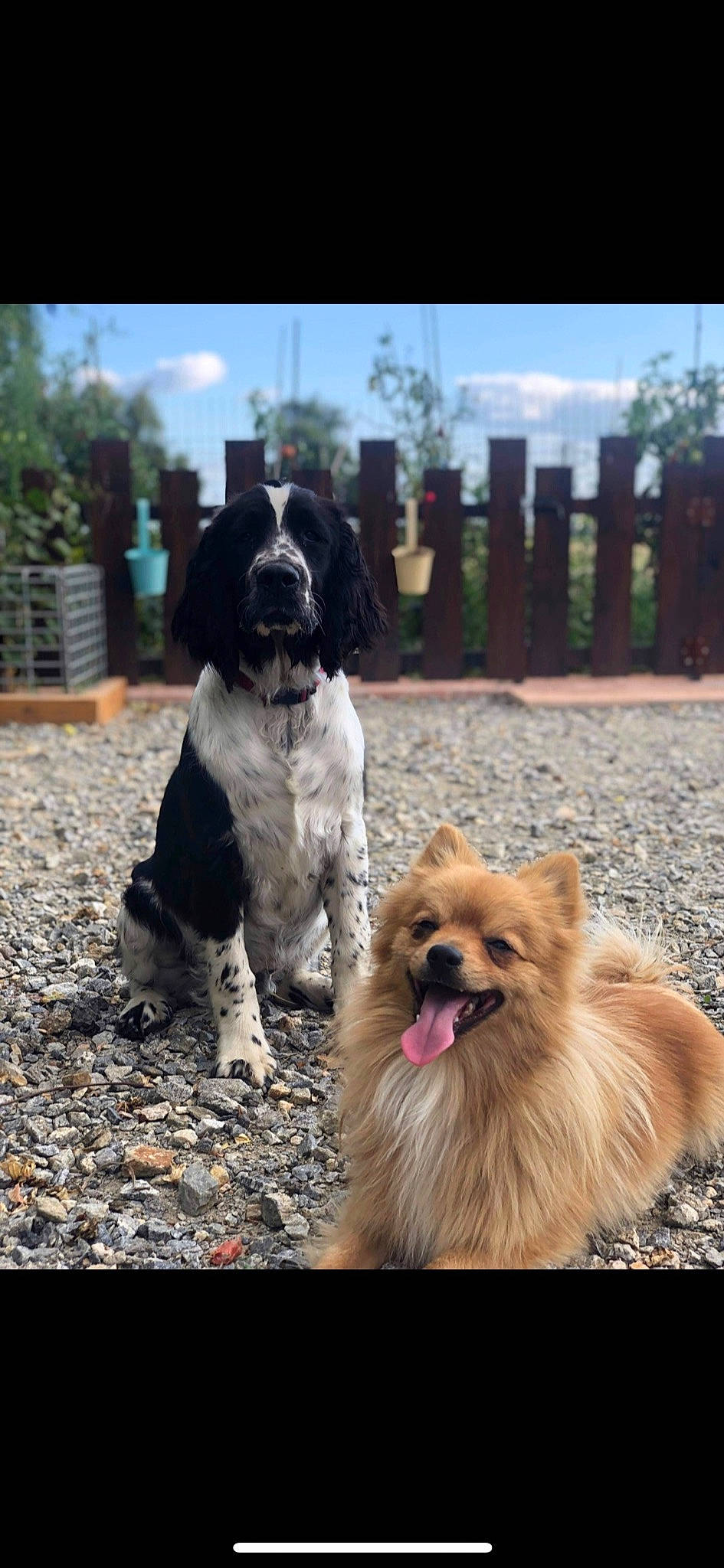 Slown a rejoint le concours — aidez-le/la à gagner de superbes lots ! canidae, carnivore, cloud, companion_dog, dog, dog_breed, fawn, fur, german_spitz, liver, mammal, plant, sky, snout, spitz, sporting_group, toy_dog, tree, vertebrate, working_animal