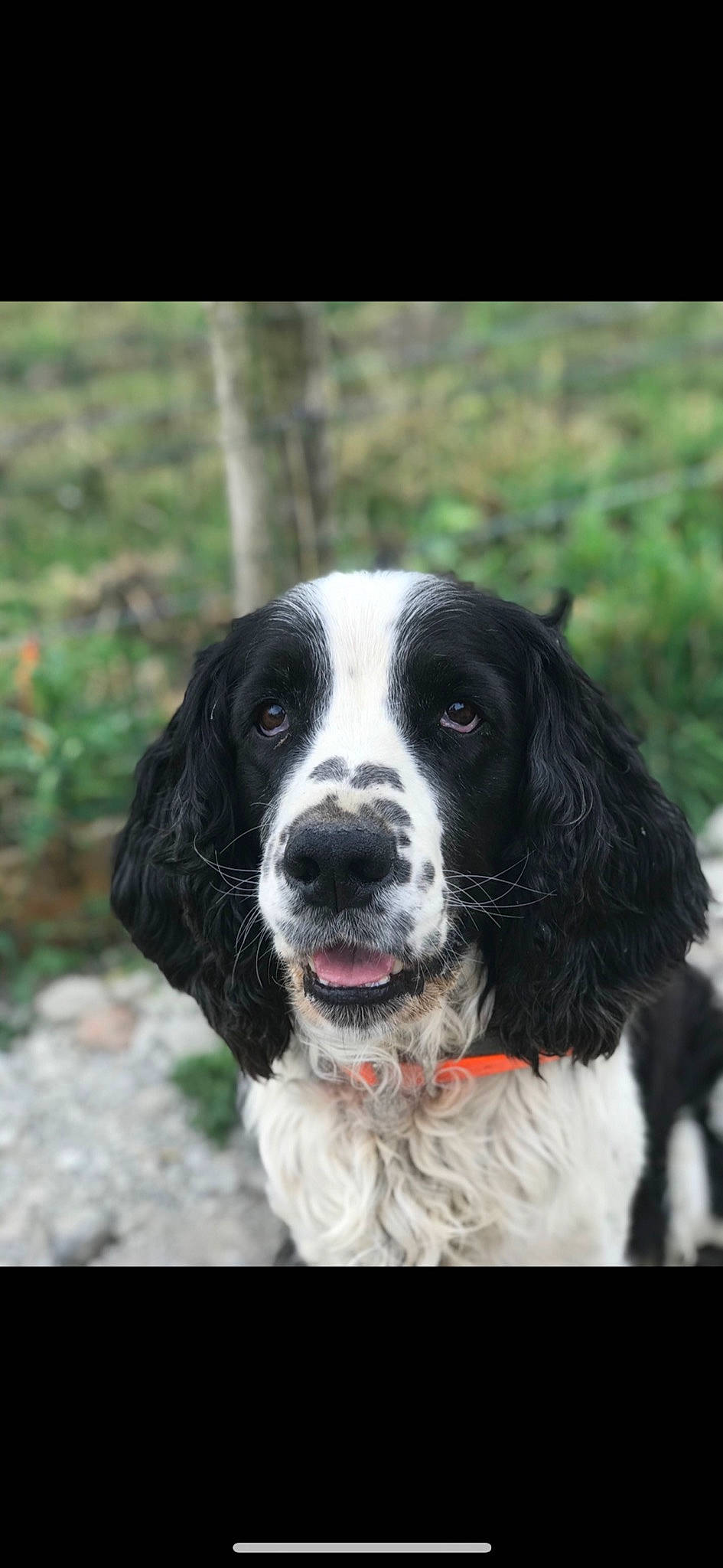 Gordon participe au concours pour gagner de l'argent avec cette photo : canidae, carnivore, companion_dog, dog, dog_breed, fur, gun_dog, hunting_dog, snout, spaniel, sporting_group, whiskers, working_dog