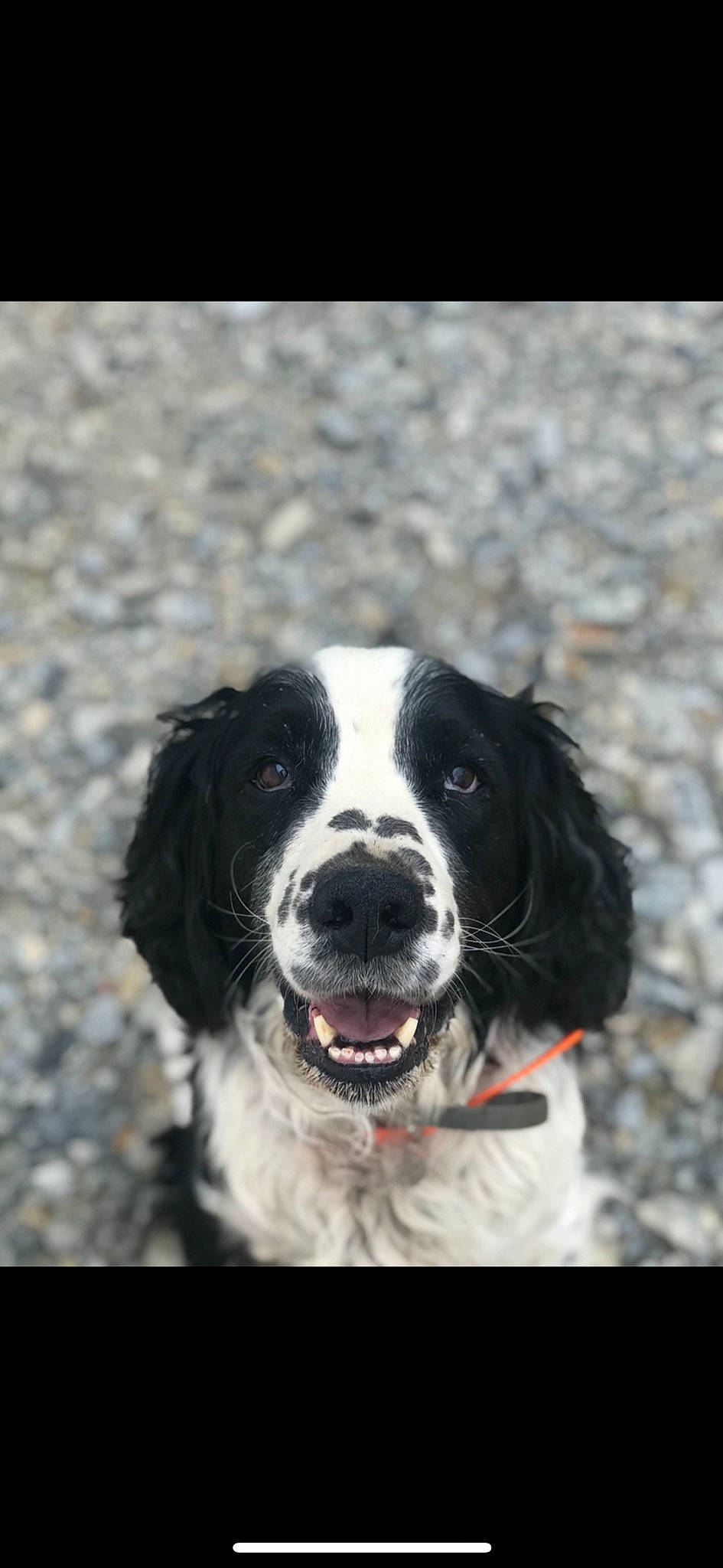 Gordon a rejoint le concours — aidez-le/la à gagner de superbes lots ! ball, canidae, carnivore, collar, companion_dog, dog, dog_breed, dog_collar, fur, gun_dog, hunting_dog, monochrome_photography, pointing_breed, snout, spaniel, sporting_group, whiskers, winter, working_dog