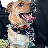 dog, bandana, car, pet, tongue, happy, seat, blanket, canine, fur, collar, interior, vehicle, whiskers, closeup, excited, mouth_open, ears, sitting, portrait