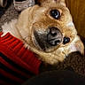dog, close_up, red_sweater, brown_fur, black_stripes, pet, indoor, carpet, wooden_background, curious_look, animal, cozy, warm_clothing, cute, nose, ears, fur, snout, portrait, domestic_animal