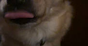 Jakob is registered to the contest to win money with this photo: dog, pet, close_up, tongue_out, indoor, animal, cute, fur, face, mammal, canine, expression, playful, companion, domestic_animal, looking, portrait, brown_fur, whiskers, ears