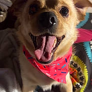 Jakob is registered to the contest to win money with this photo: dog, pet, bandana, tongue_out, happy, smiling, indoor, blanket, colorful, fur, ears, animal, cute, closeup, portrait, canine, companion, expression, playful, domestic
