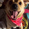 dog, pet, bandana, tongue_out, happy, smiling, indoor, blanket, colorful, fur, ears, animal, cute, closeup, portrait, canine, companion, expression, playful, domestic