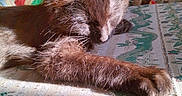 Zelda is registered to the contest to win money with this photo: cat, sleeping, sunlight, furry, closeup, tablecloth, crochet_blanket, colorful, indoor, cozy, pet, whiskers, relaxing, nap, fur, patterned, home, resting, animal, cute