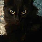 Zelda joined the competition — help win amazing prizes! cat, black_cat, close_up, pet, animal, feline, eyes, fur, whiskers, indoor, carpet, texture, domestic_animal, portrait, mammal, cute, face, looking, alert