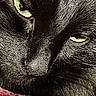 Zelda joined the competition — help win amazing prizes! cat, black_cat, close_up, eyes, fur, whiskers, pet, animal, face, green_eyes, texture, portrait, feline, domestic_cat, muzzle, closeup, indoor, red_fabric, detail, snout