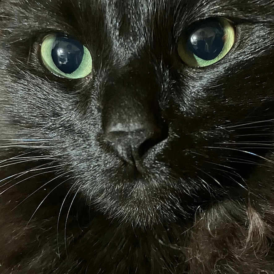 Zelda is registered to the contest to win money with this photo: cat, black_cat, close_up, green_eyes, fluffy_fur, portrait, lock_screen, phone_screen, time_display, date_display, indoors, pet, animal, whiskers, face, fur, eyes, screen_icons, digital_overlay, technology