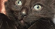Zelda is registered to the contest to win money with this photo: adorable, animal, black_cat, cat, close_up, curious, cute, face, feline, fur, green_eyes, indoor, kitten, mammal, paws, pet, portrait, soft, whiskers, young