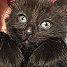 Zelda is registered to the contest to win money with this photo: kitten, cat, black_cat, close_up, green_eyes, paws, whiskers, fur, pet, animal, cute, curious, young, indoor, mammal, face, portrait, feline, soft, adorable
