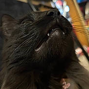 Zelda is registered to the contest to win money with this photo: animal, black_cat, blurry_background, cat, close_up, collar, cute, domestic_cat, face, feline, fur, indoor, long_whiskers, looking_up, mouth_open, pet, pink_collar, portrait, teeth, whiskers
