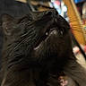 black_cat, cat, close_up, whiskers, mouth_open, teeth, pet, animal, feline, collar, pink_collar, fur, indoor, blurry_background, looking_up, portrait, cute, domestic_cat, face, long_whiskers