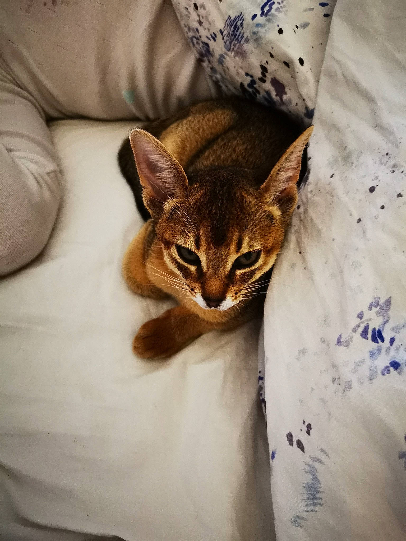 Sissi a rejoint le concours — aidez-le/la à gagner de superbes lots ! bedding, carnivore, cat, claw, comfort, domestic_short_haired_cat, fawn, felidae, fur, human_body, human_leg, linens, sleeve, small_to_medium_sized_cats, snout, terrestrial_animal, textile, thigh, tree, whiskers