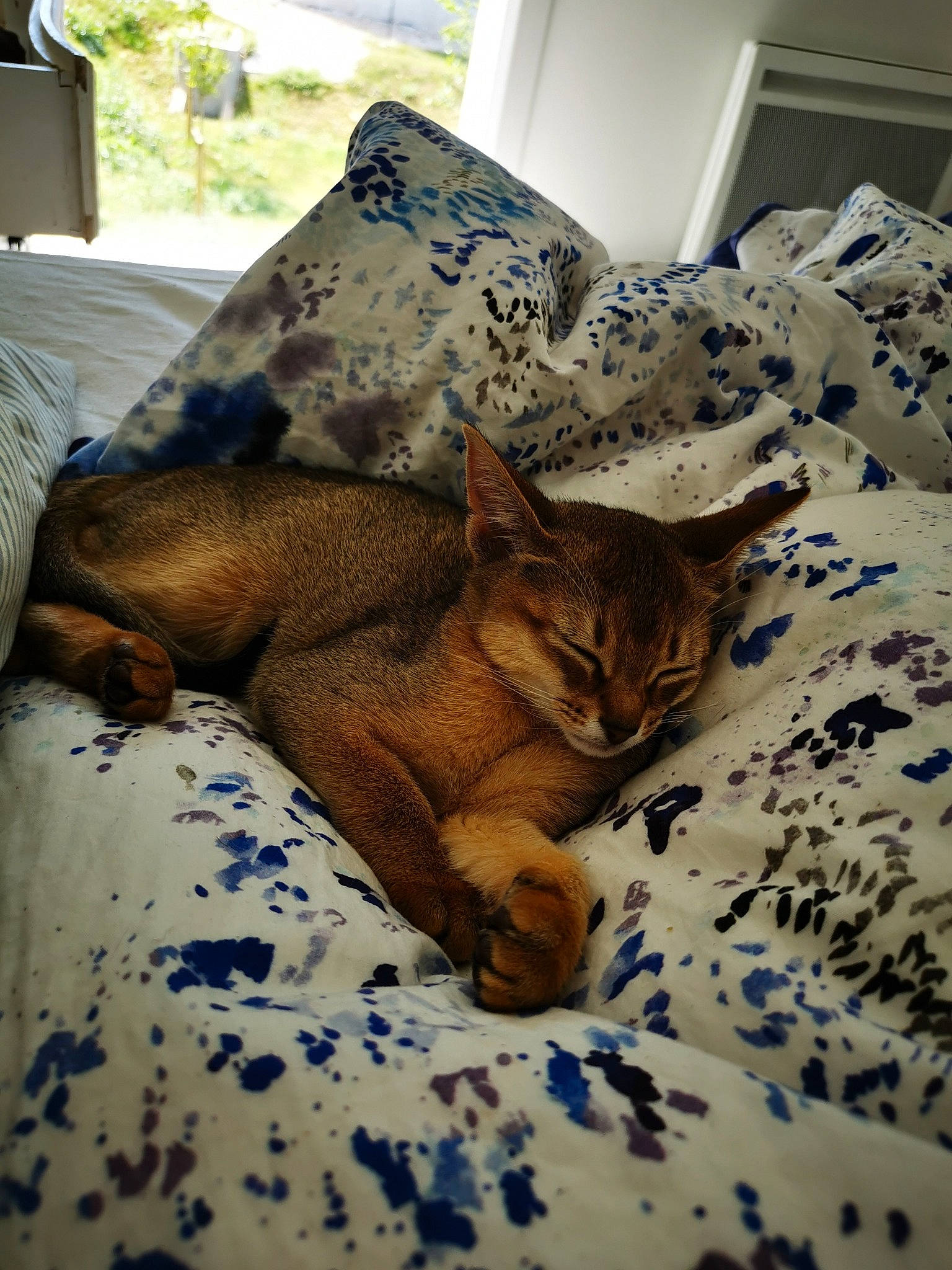 Sissi a rejoint le concours — aidez-le/la à gagner de superbes lots ! bed, bedding, bedroom, carnivore, cat, comfort, domestic_short_haired_cat, fawn, felidae, fur, linens, plant, room, small_to_medium_sized_cats, snout, tail, terrestrial_animal, whiskers, window, wood