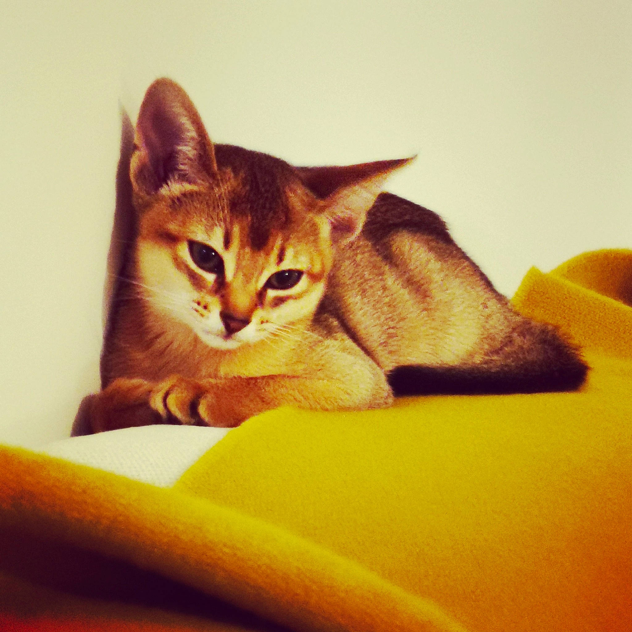 Sissi participe au concours pour gagner de l'argent avec cette photo : cardboard, carnivore, cat, claw, comfort, domestic_short_haired_cat, fawn, felidae, fur, linens, metal, paw, sitting, small_to_medium_sized_cats, tail, textile, whiskers, wood