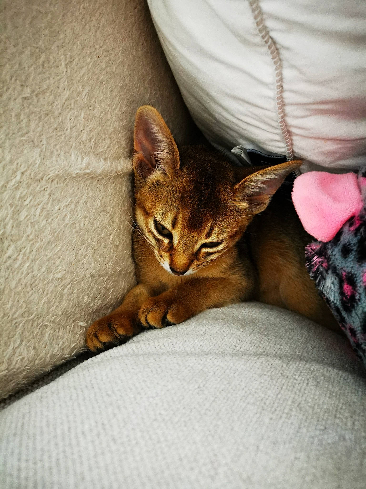 Sissi participe au concours pour gagner de l'argent avec cette photo : bed, bedding, carnivore, cat, claw, comfort, domestic_short_haired_cat, fawn, felidae, fur, human_leg, linens, nap, paw, small_to_medium_sized_cats, snout, tail, terrestrial_animal, whiskers, wildlife