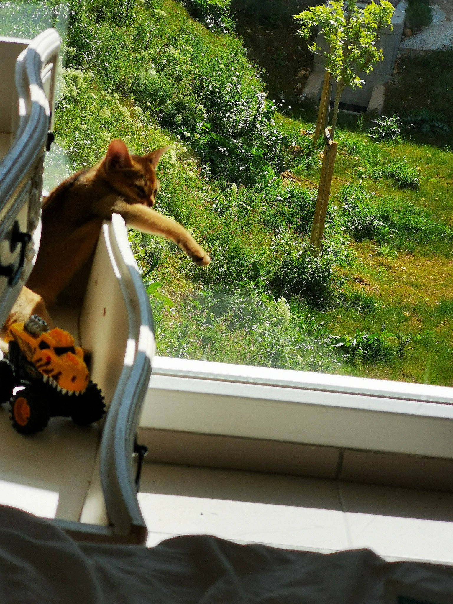 Sissi a rejoint le concours — aidez-le/la à gagner de superbes lots ! automotive_exterior, building, carnivore, companion_dog, fawn, felidae, glass, grass, home, leisure, mammal, plant, shade, tail, tints_and_shades, tree, vehicle_door, window, windshield, wood