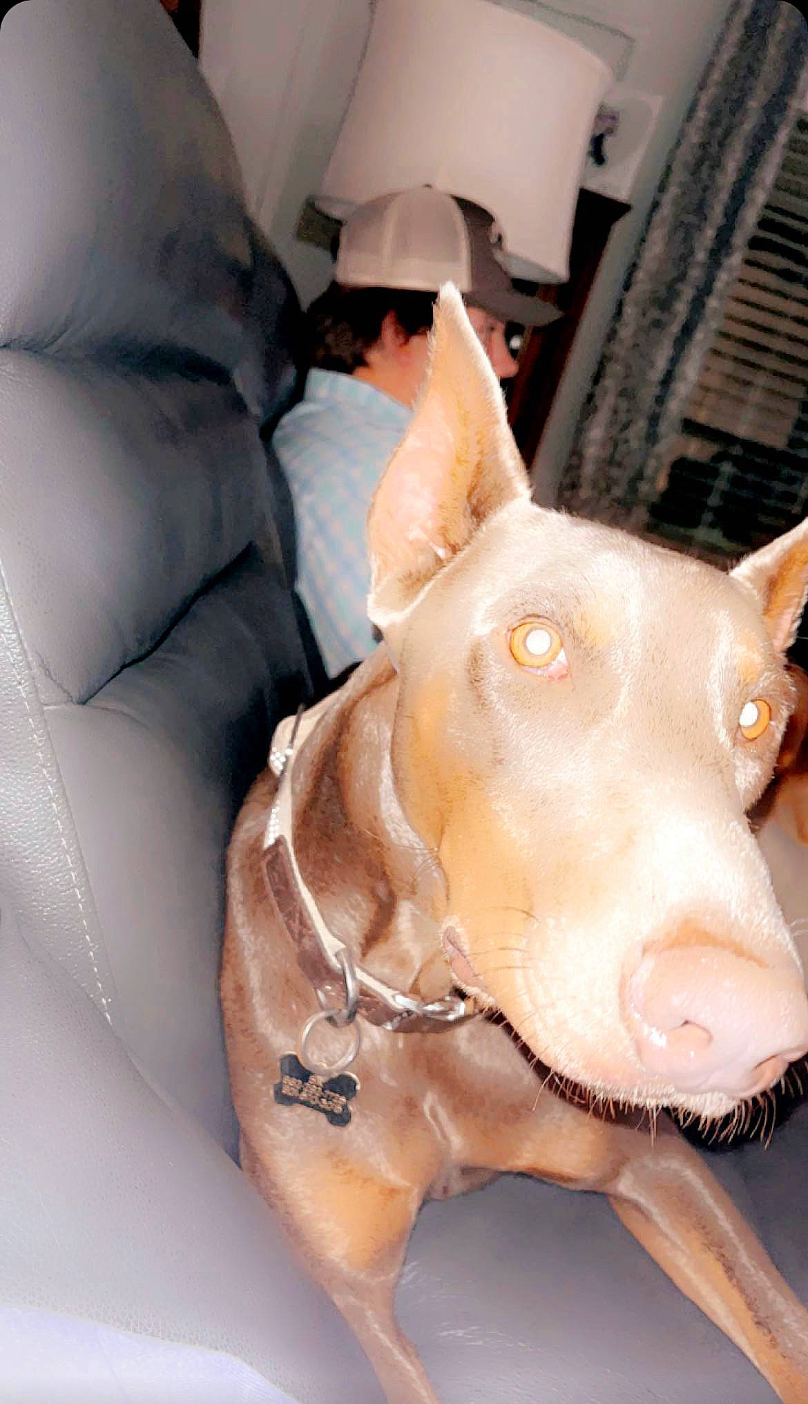 Sir is registered to the contest to win money with this photo: animal_figure, art, artifact, canidae, carving, dog_breed, domestic_pig, ear, fawn, fur, jaw, livestock, metal, sculpture, snout, statue, suidae, terrestrial_animal, whiskers, working_animal