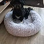 dog, pet_bed, indoor, wooden_floor, cabinet, lamp, black_dog, shaggy_bed, flooring, mat, furniture, animal, domestic_animal, resting, comfortable, household, living_space, cozy, small_dog, curly_fur