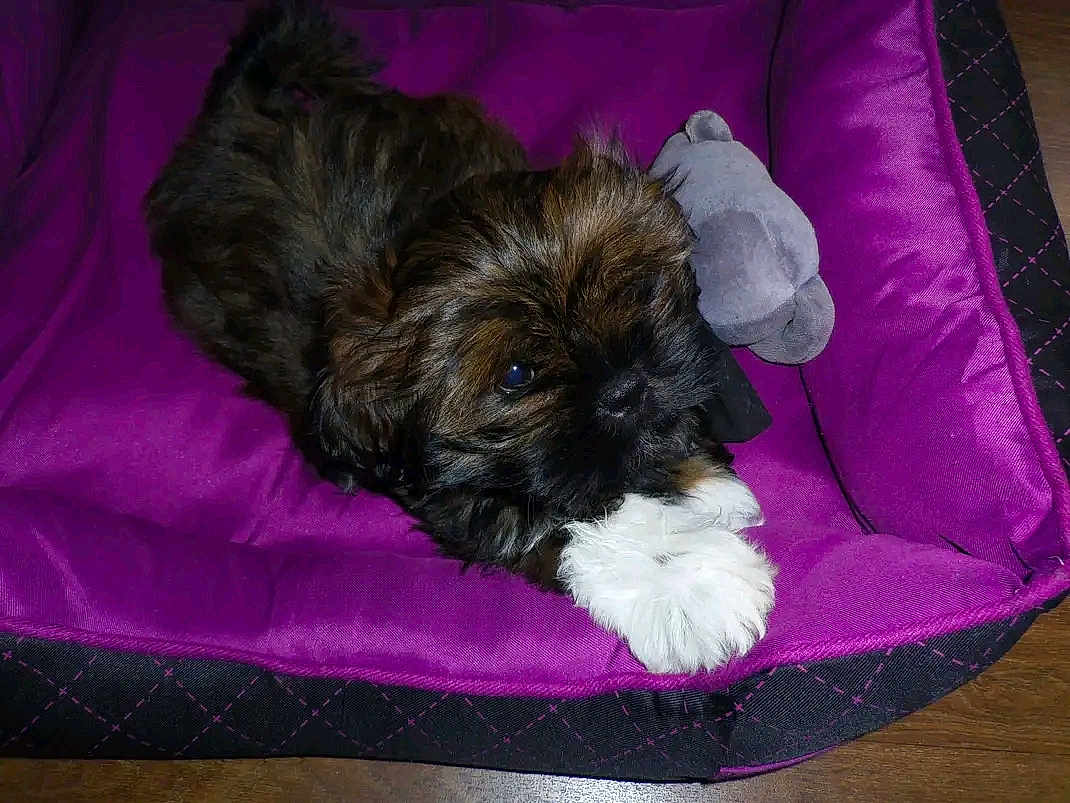 Hina a rejoint le concours — aidez-le/la à gagner de superbes lots ! puppy, dog, pet_bed, purple, plush_toy, fluffy, cute, animal, resting, indoor, fur, white_paws, brown_fur, black_fur, toy, cozy, comfort, small_dog, adorable, lying_down