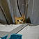 Minette