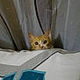Minette participe au concours pour gagner de l'argent avec cette photo : cat, orange_tabby, curious, peeking, pillow, patterned, indoor, curtains, soft_lighting, animal, pet, whiskers, ears, wide_eyes, feline, cute, cozy, home, hidden, playful