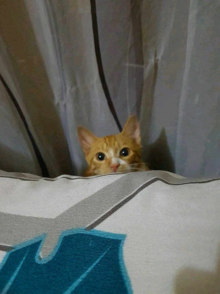 Minette participe au concours pour gagner de l'argent avec cette photo : cat, orange_tabby, curious, peeking, pillow, patterned, indoor, curtains, soft_lighting, animal, pet, whiskers, ears, wide_eyes, feline, cute, cozy, home, hidden, playful