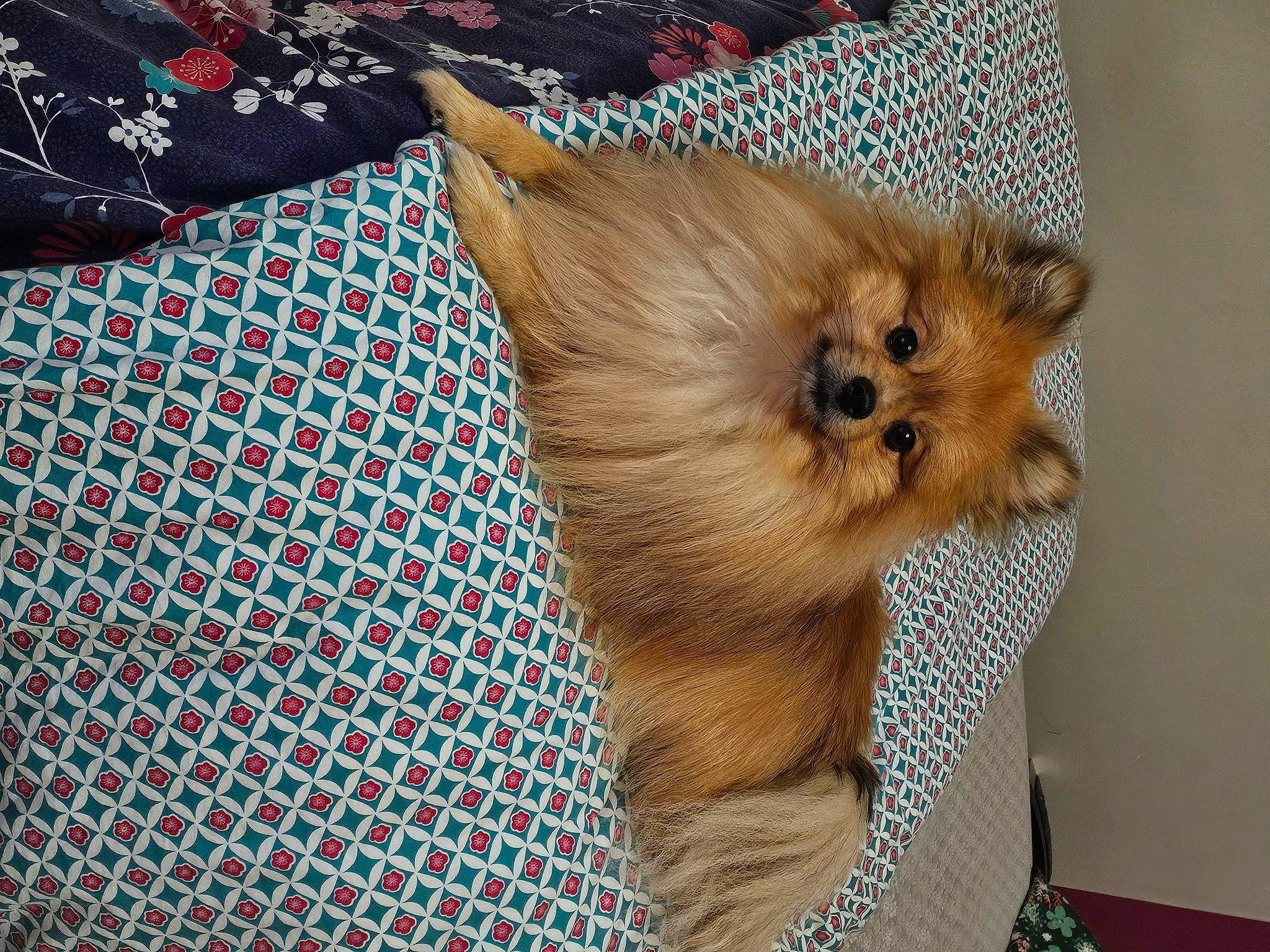 Tooki a rejoint le concours — aidez-le/la à gagner de superbes lots ! canidae, carnivore, companion_dog, dog, dog_breed, dog_clothes, dog_supply, fashion_accessory, fawn, fur, liver, pattern, sleeve, snout, sporting_group, sunglasses, toy_dog, whiskers, working_animal, yorkshire_terrier