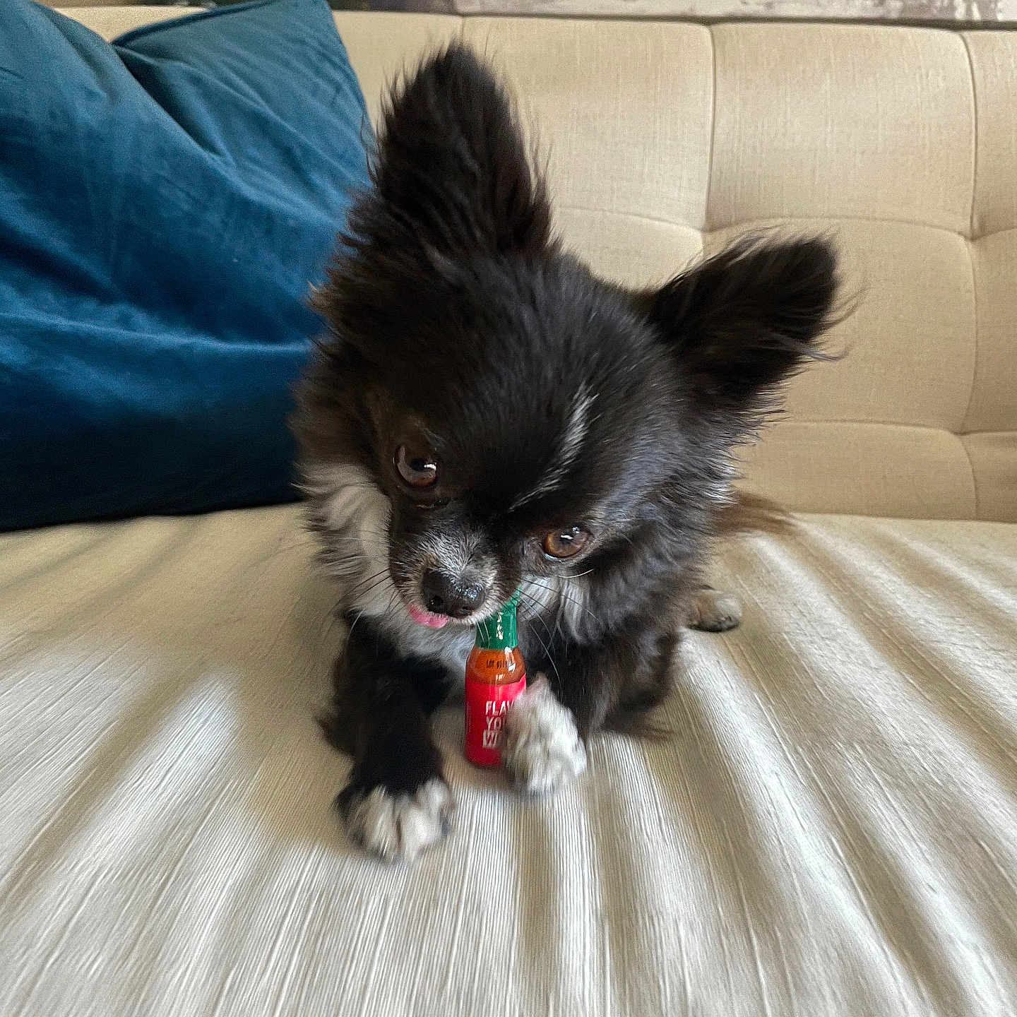 Cash joined the competition — help win amazing prizes! animal, black_and_white, blue_pillow, chewing, chihuahua, close_up, couch, cute, dog, domestic_animal, face, fur, hot_sauce_bottle, indoor, paw, pet, relaxed, small_dog, tongue, tongue_out