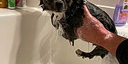 Cash joined the competition — help win amazing prizes! animal, bath, bathroom, bathtub, bubble, care, cleaning, dog, dripping, expression, fur, hand, indoor, pet, shiny, small_dog, soap, tile, water, wet