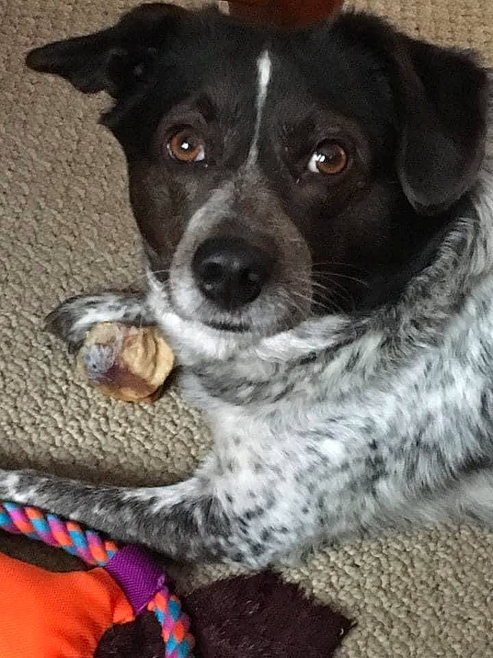 Sam is registered to the contest to win money with this photo: borador, canidae, carnivore, collar, companion_dog, dog, dog_breed, fur, non_sporting_group, puppy, snout, sporting_group, terrestrial_animal, whiskers, working_animal