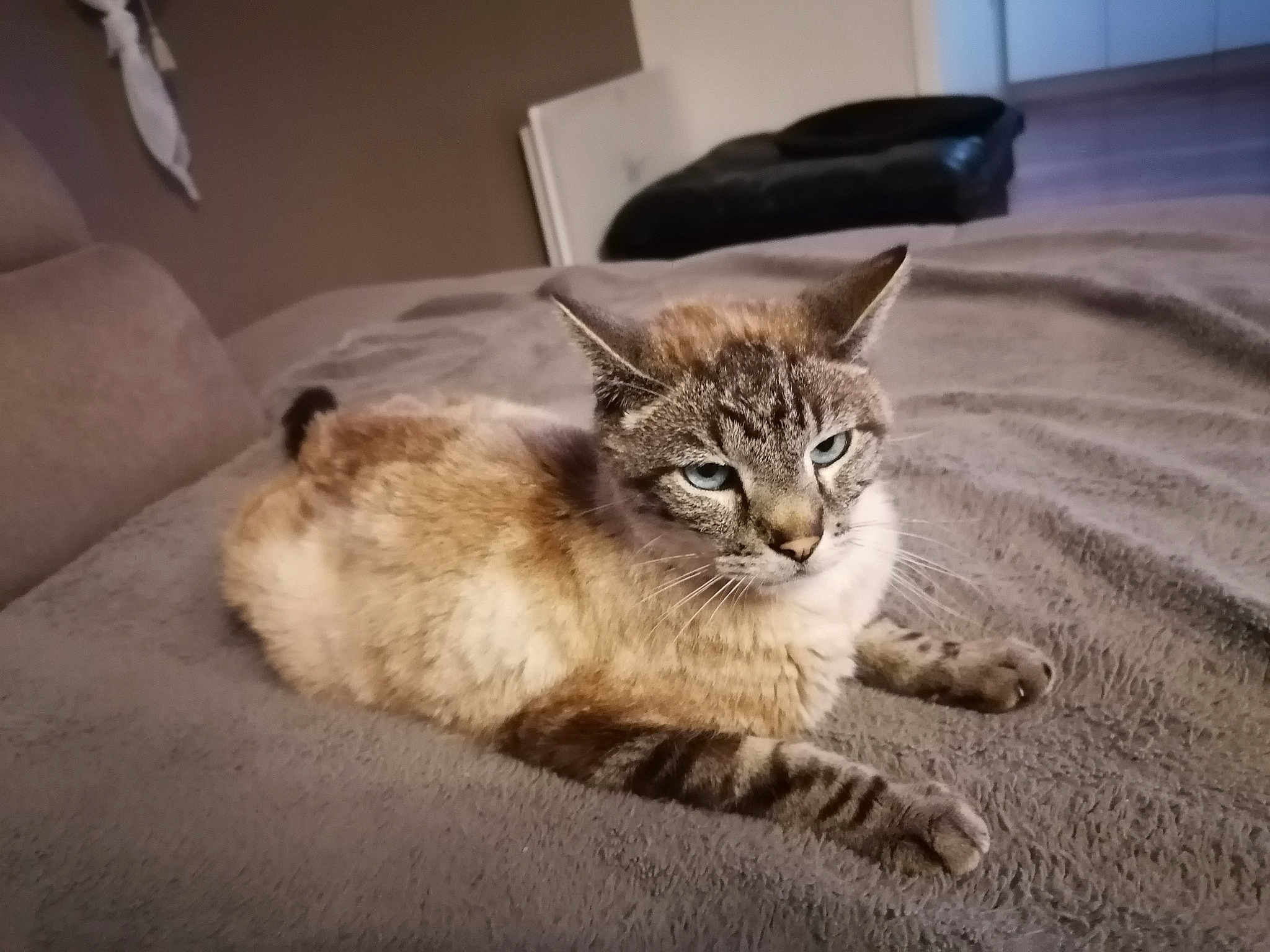 Figaro