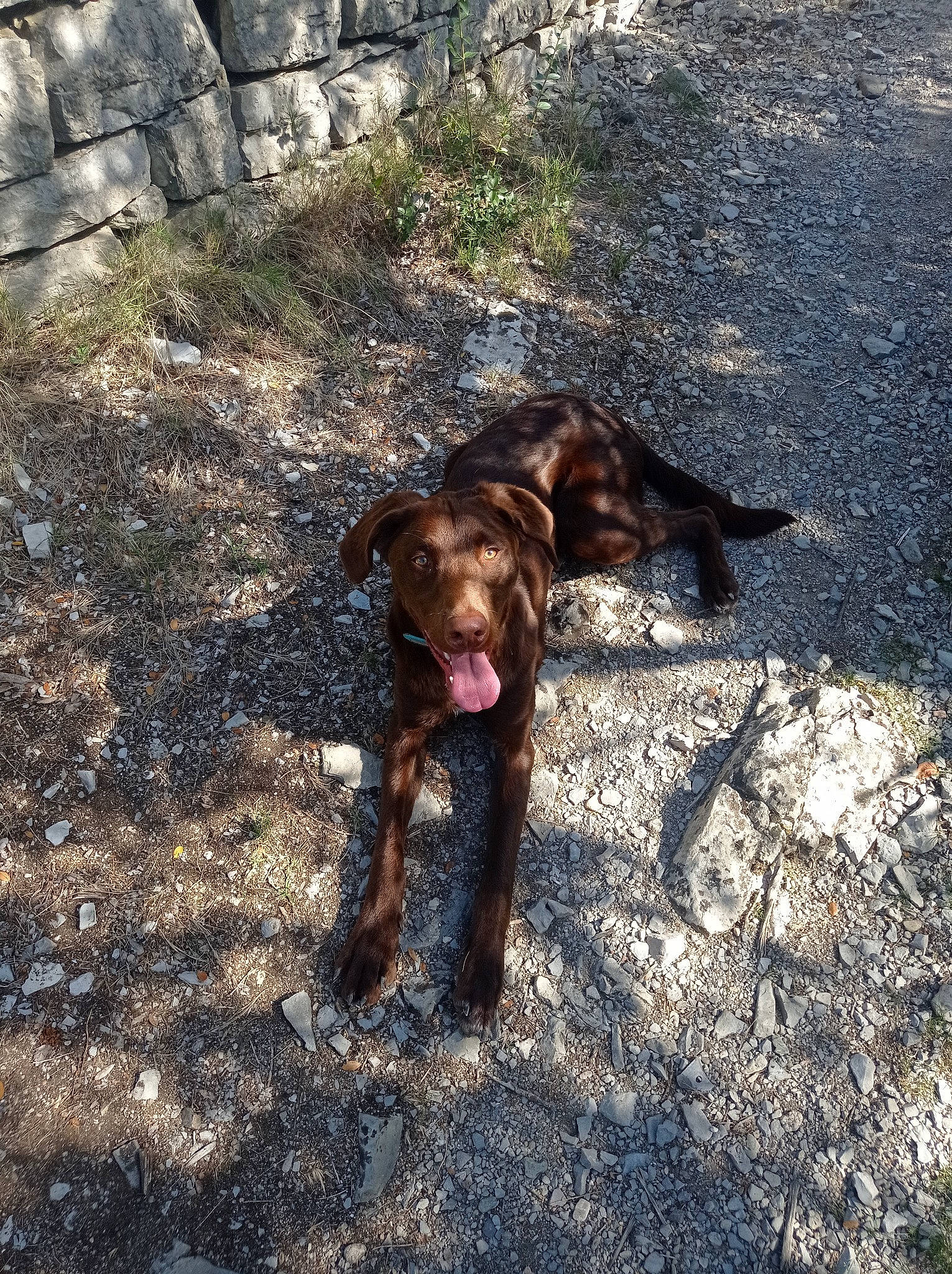 Kinaï a rejoint le concours — aidez-le/la à gagner de superbes lots ! asphalt, bedrock, canidae, carnivore, companion_dog, dog, dog_breed, fur, grass, hunting_dog, liver, plant, road_surface, shadow, soil, tail, terrestrial_animal, working_animal