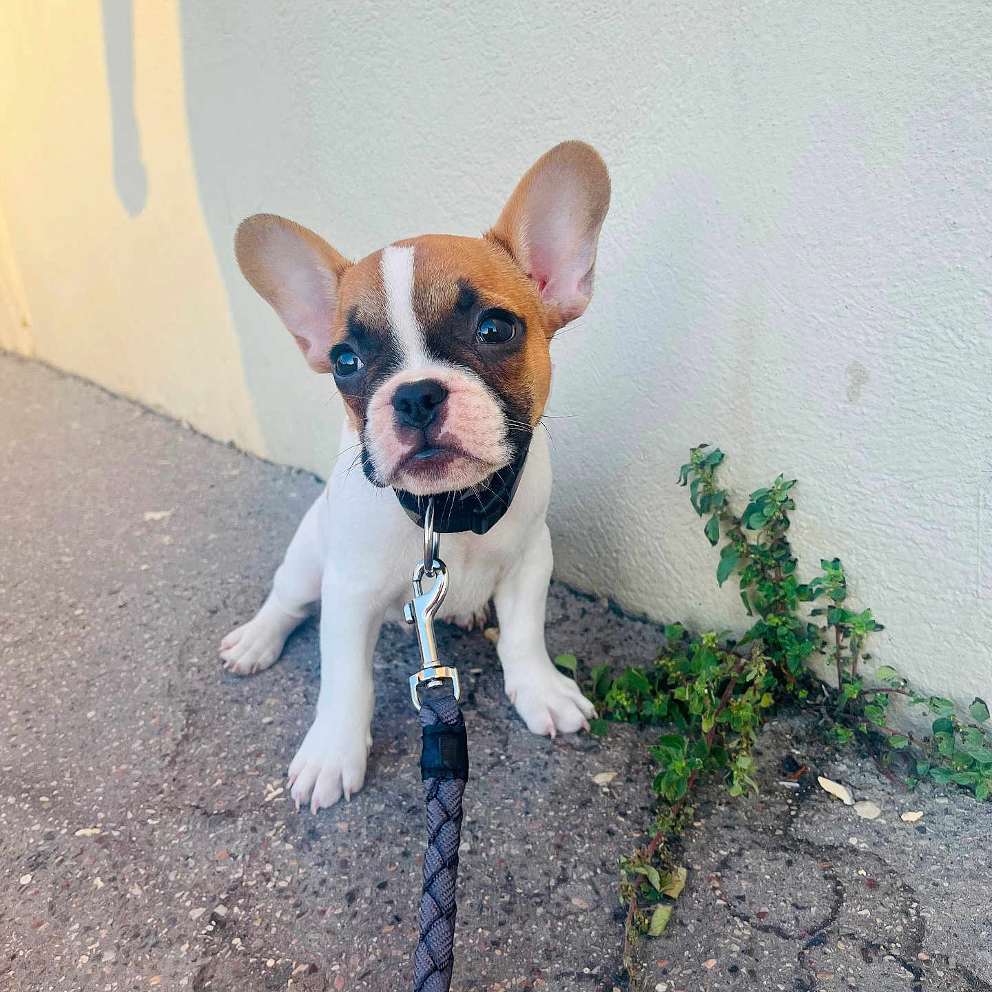 Marley participe au concours pour gagner de l'argent avec cette photo : accessories, animal, architecture, bostonbull, boxer, building, bulldog, canine, dog, frenchbulldog, herbal, herbs, leaf, leash, pet, plant, pottedplant, puppy, soil, strap